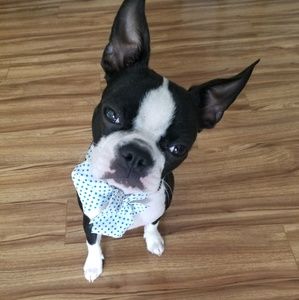 Meet your Posher, Nubia